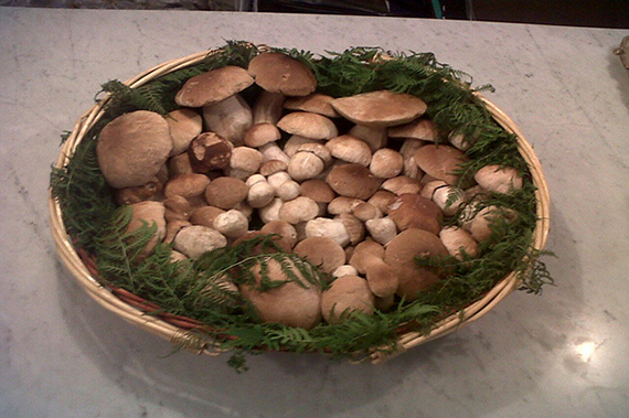  Un favoloso raccolto di funghi  porcini.